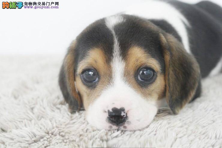 哪些食物会给比格犬带来福音