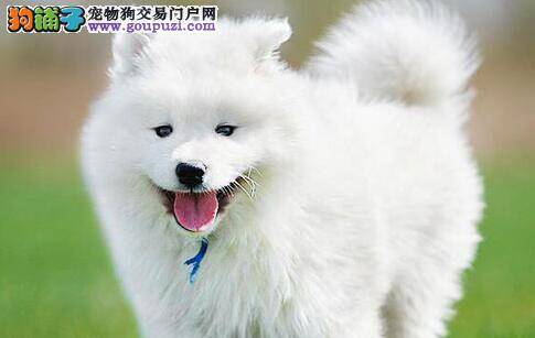 如何正确的带银狐犬散步，狗狗散步路线学问大