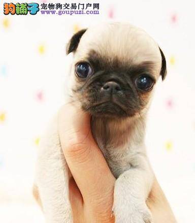 巴哥犬最近有点咳嗽，流鼻涕是感冒吗