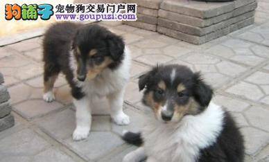 苏格兰牧羊犬最近拉稀，口吐白沫怎么回事