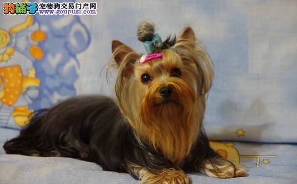 给约克夏犬挑选零食的注意事项 健康又快乐的吃零食