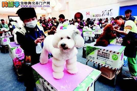 52只贵宾犬齐聚一堂在西安上演宠物秀