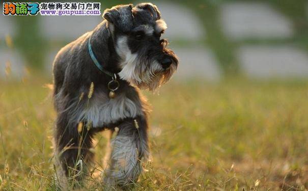 养雪纳瑞犬好还是养泰迪犬好