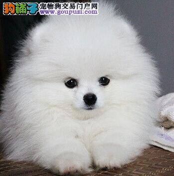 如何让你在购买博美犬的时候减少失误