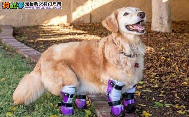 狗狗失去双腿 从屠宰场里被救出装上假肢重获新生