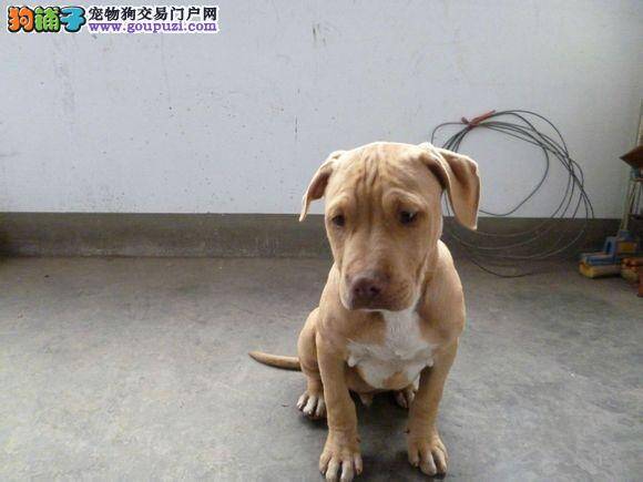 比特犬便便总不成形是肠胃问题吗