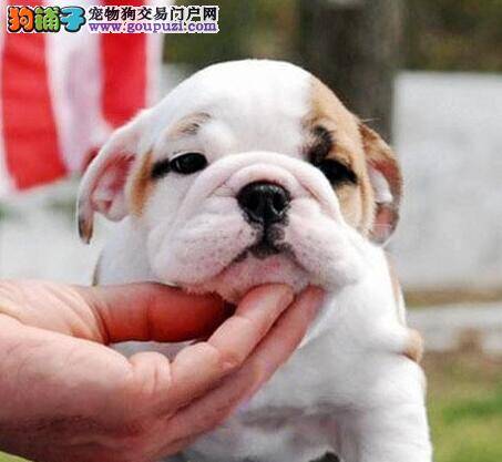 怎样在冬季的时候给斗牛犬保暖