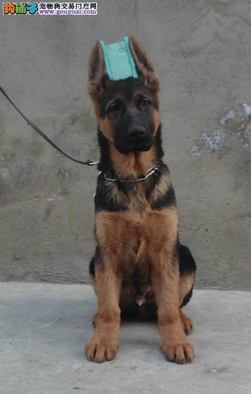 不知道为什么狼狗吃什么吐什么