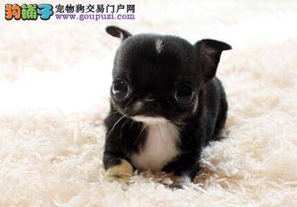 面对爱舔人的吉娃娃你可以这样做