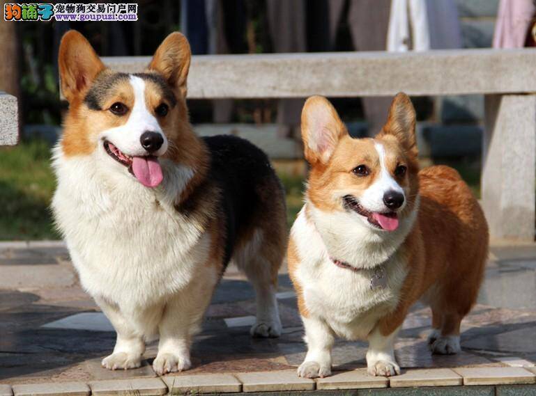 柯基犬吃完就吐这是什么毛病