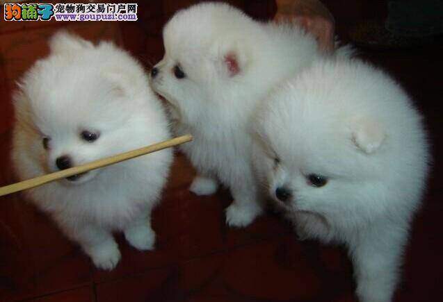 银狐犬身上出现一些血块应如何处理