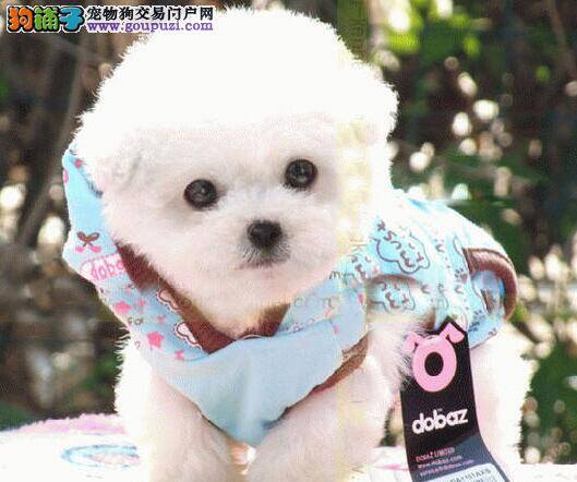 购买比熊犬时最看重的是哪个方面