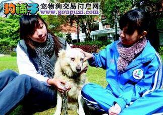 台湾校犬护送学生八年 狗狗生病学生轮流照顾