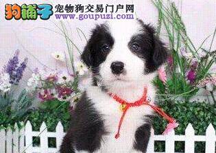 边境牧羊犬咳痰可不可以打疫苗