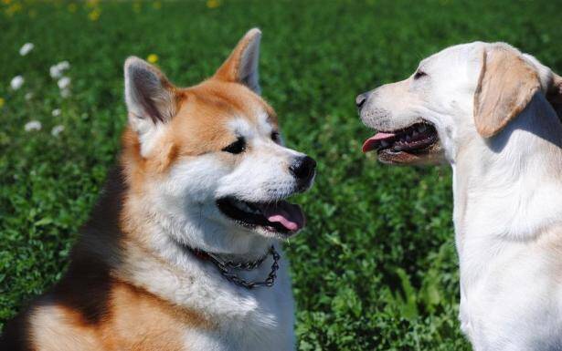 秋田犬的禁忌食物表来了，真后悔没有早点知道