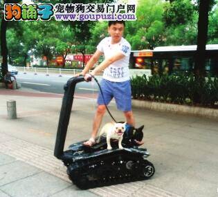 狗狗叼飞盘竞技比赛即将在广东举行