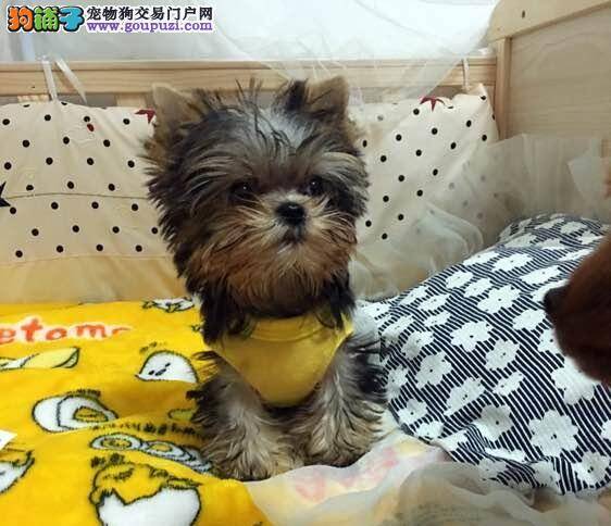 刚到新家的约克夏鼻子干有没有事