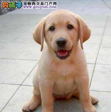 购买拉布拉多犬时你需要慎重考虑的四个问题