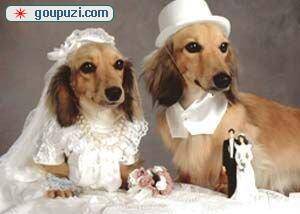 印度400只小狗集体结婚 新郎新娘搞笑出场（图）