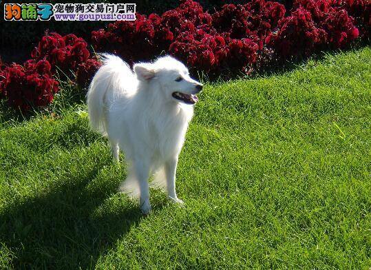 区分银狐犬与相似犬的不同以及分辨方法