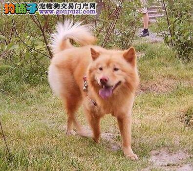 灭蚤招数多 给秋田犬清除跳蚤有哪些方法