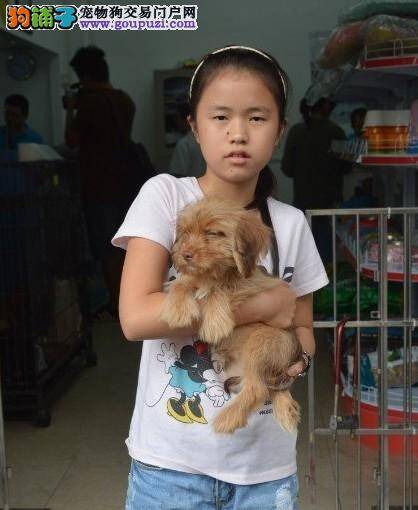 郑州民间动保组织领养流浪狗只为避免其被安乐死