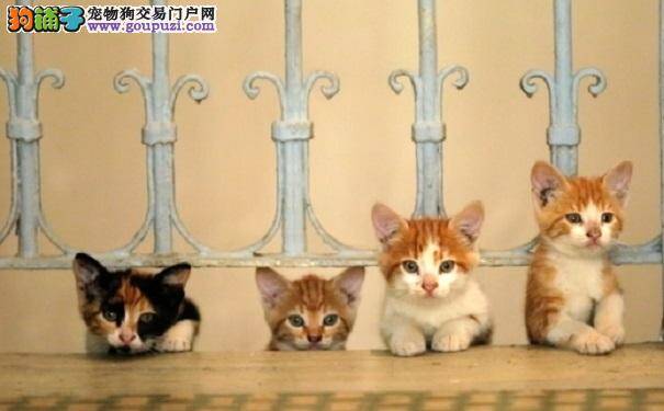 猫咪成为居民生活的一部分　伊斯坦堡爱猫之城