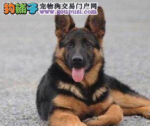 德国牧羊犬重复注射疫苗会有影响吗