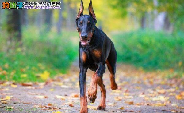 威武帅气的警卫犬杜宾犬聪明不聪明