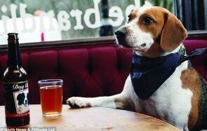 英国一酒吧为狗狗提供酒水，让主人与爱犬可共同畅饮