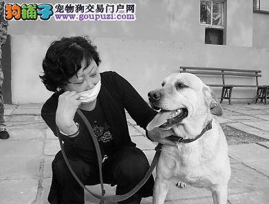 主人送犬参军 七年念念不忘欲接回