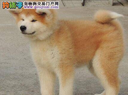 秋田犬也像其他狗狗那样具有广食性的特点么