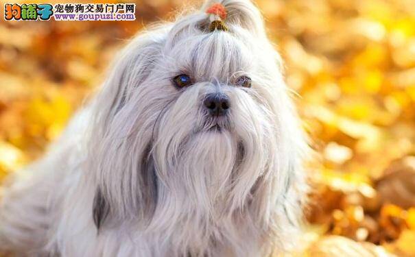 饲养老年西施犬需要注意哪些事项