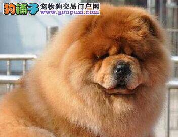 刚出生不久的松狮犬总拉稀，求支招