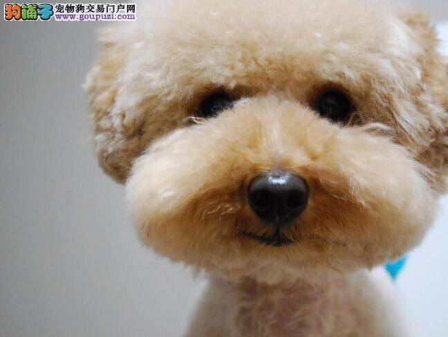 从零开始学训狗 如何让泰迪犬变的乖巧听话