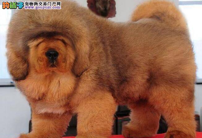 我家藏獒不想吃狗粮如何是好