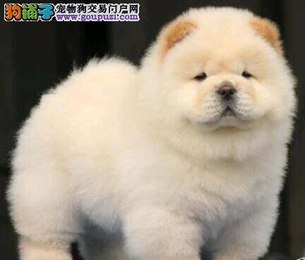 关于购买纯种松狮犬的选购指南