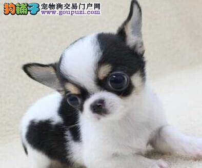 怎样才能买到最完美的吉娃娃幼犬