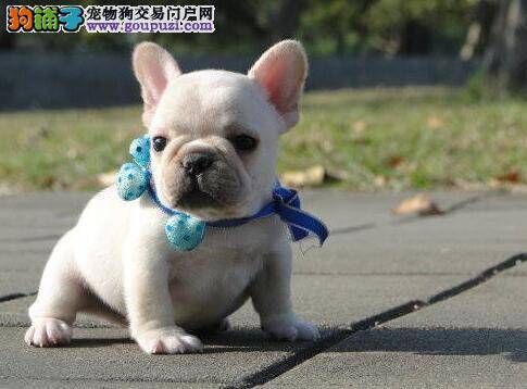 有威严架式的法国斗牛犬，其实很温顺