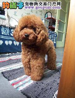 预防胜于治疗 如何缓解贵宾犬腹泻呕吐的症状