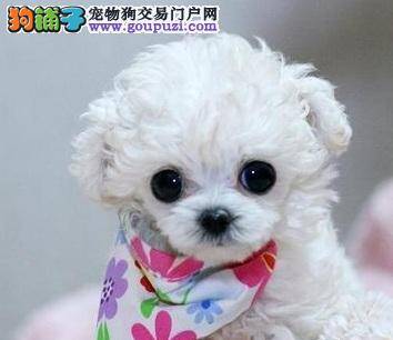 就是惹人爱！小型贵宾犬的5大优点