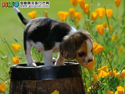 我家比格犬晚上吐了好几次是什么问题