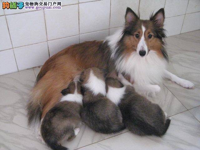 怎样让喜乐蒂犬安全健康的度过春天