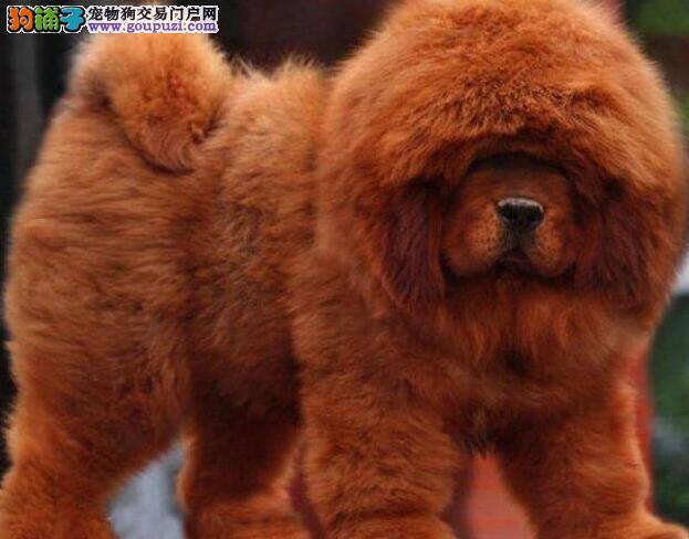 藏獒下巴长了一块脓包掉毛 求急救