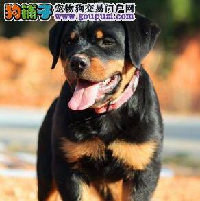 罗威纳犬大便里有虫子给它吃些什么药