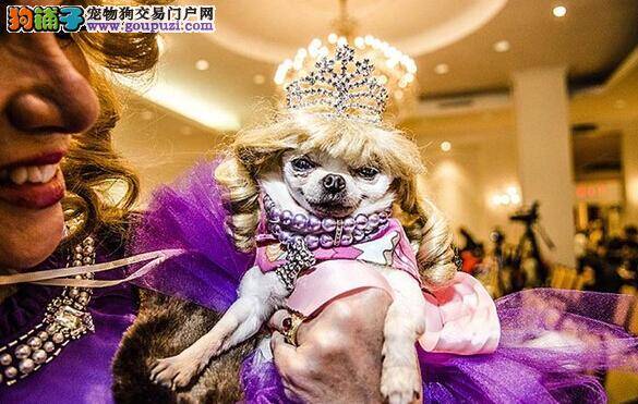 纽约狗狗与装饰选美大赛照片于日前公布