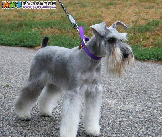 谨防人犬共犯病，秋季正确养护雪纳瑞犬