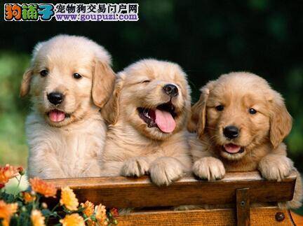 延年益寿的喂养方法 教你科学饲养老年金毛犬