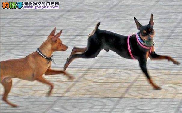 小鹿犬是迷你杜宾犬吗 小鹿犬和迷你平犬的关系