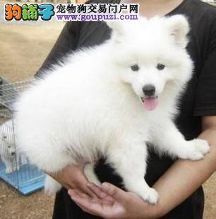 怎样让银狐犬保持长久的锻炼